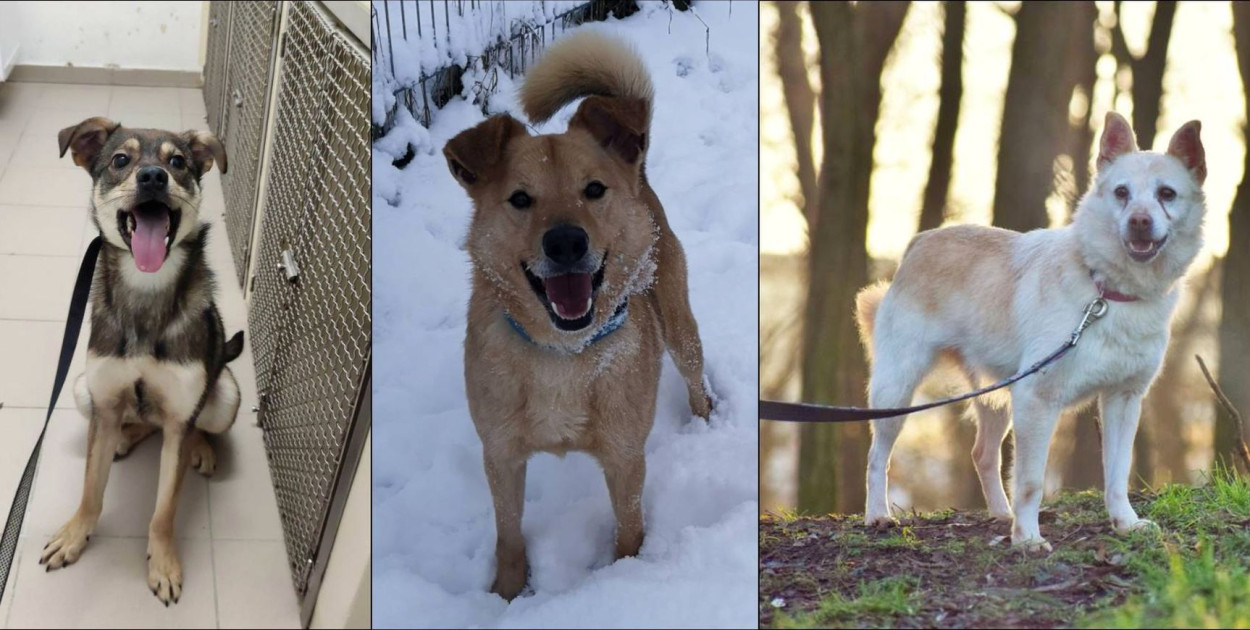 Fot. Schronisko w Grudziądzu. Od lewej: Timon, Kojak i Fusia
