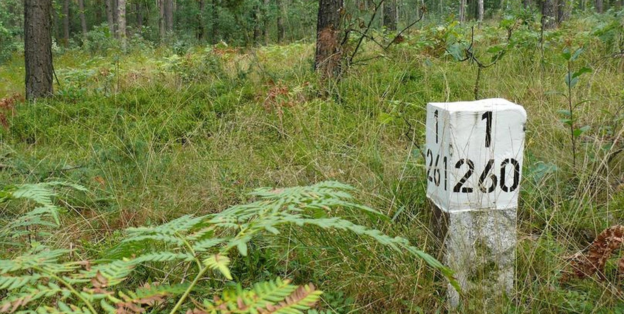 Słupek oddziałowy w lesie /fot. Lasy Państwowe/