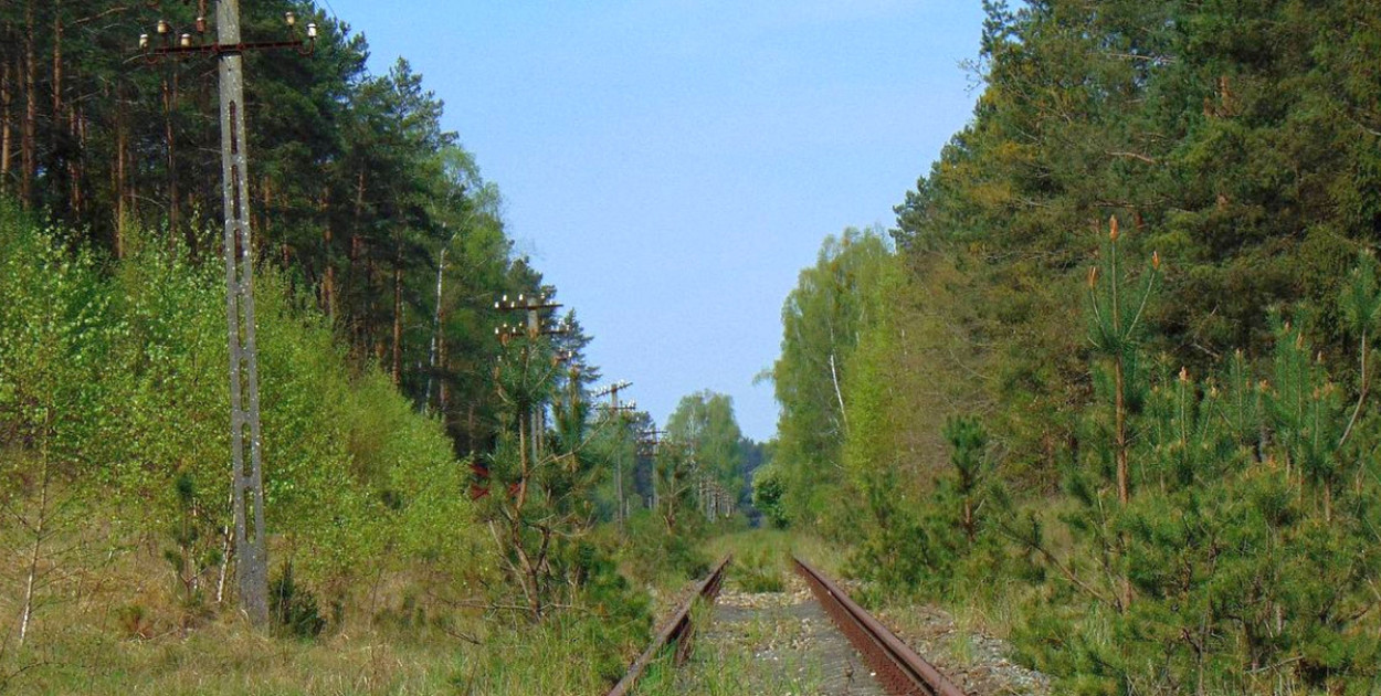 Fot. Krzysztof Cedro: Linia numer 208 w okolicach Bartniczki.