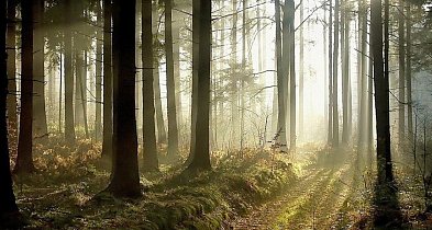 Pojezierze Brodnickie. Zjawa z lasu Ciche - historia z dreszczykiem