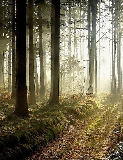 Pojezierze Brodnickie. Zjawa z lasu Ciche - historia z dreszczykiem