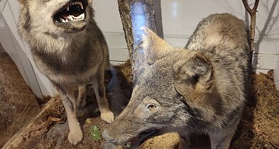 Pojezierze Brodnickie. Legendarna tajemnica półwyspu-27450175