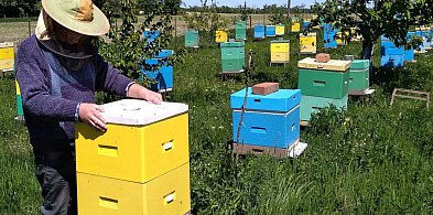 Brodnica. Nie możemy sobie pozwolić na upadek rodzinnych gospodarstw pasiecznych!-29316823