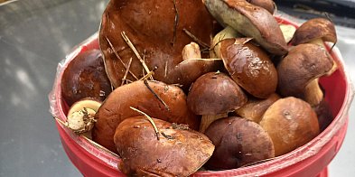 Bezpieczeństwo podczas grzybobrania: zasady i porady-29317427