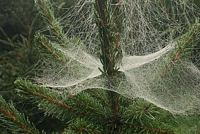 Kupujesz żywą choinkę na święta? Ten szczegół łatwo przeoczyć-29318385