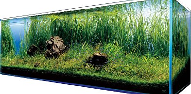 Nowoczesna akwarystyka – Podstawy pięknego podwodnego świata