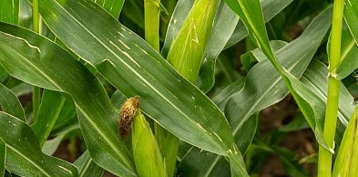 Nasiona kukurydzy – jak wybrać te, które maksymalizują plon w warunkach deficytu