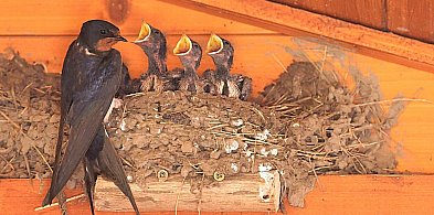 Kolejowe podróże jaskółek z Jabłonowa do Długiego Mostu!