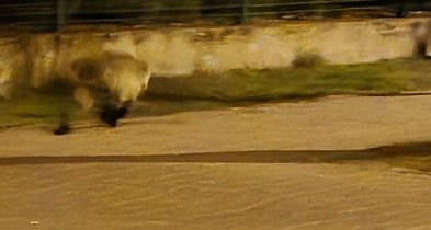 Dziwne stworzenie na ulicach Brodnicy. Czy to gatunek, który zalewa kraj? [wideo]