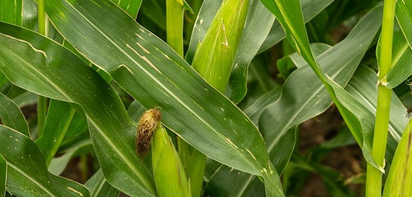 Nasiona kukurydzy – jak wybrać te, które maksymalizują plon w warunkach deficytu