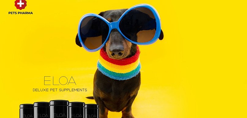 Suplementy na sierść dla psa - jak dieta i suplementacja wpływają na kondycję okry