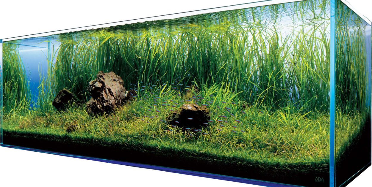 Nowoczesna akwarystyka – Podstawy pięknego podwodnego świata