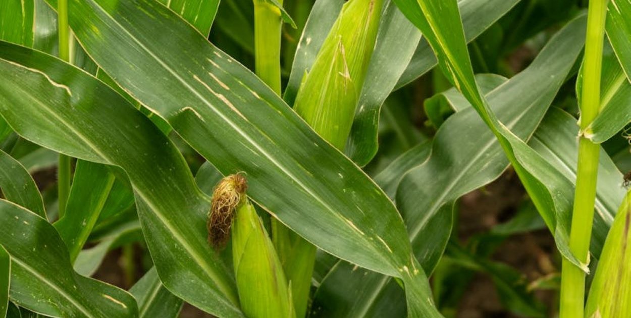 Nasiona kukurydzy – jak wybrać te, które maksymalizują plon w warunkach deficytu