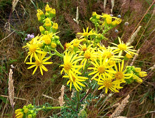 Ludwik Polak, CC BY-SA 4.0 <https://creativecommons.org/licenses/by-sa/4.0>, via Wikimedia Commons